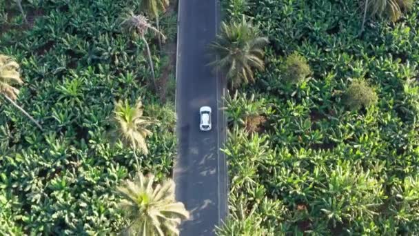 Uhd Aerial View Coconut Sugar Canne Plantation Achada Fazenda Santiago — Stock Video