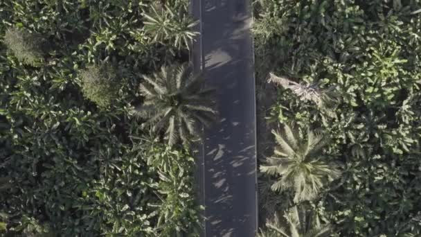 Niezrównany Widok Lotu Ptaka Kokosów Plantacji Cukru Canne Pobliżu Achada — Wideo stockowe
