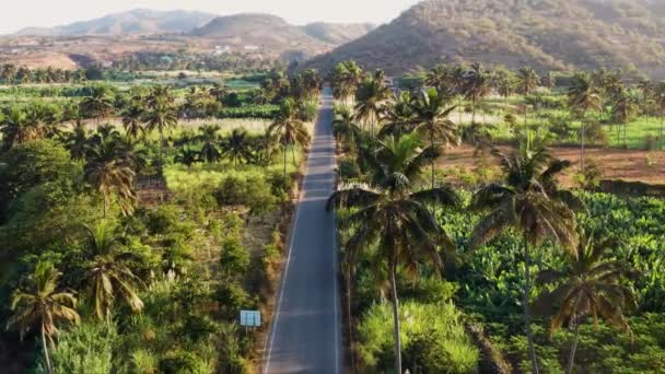 Uhd Luftaufnahme Der Kokosnuss Und Zuckerrohrplantage Der Nähe Von Achada — Stockvideo