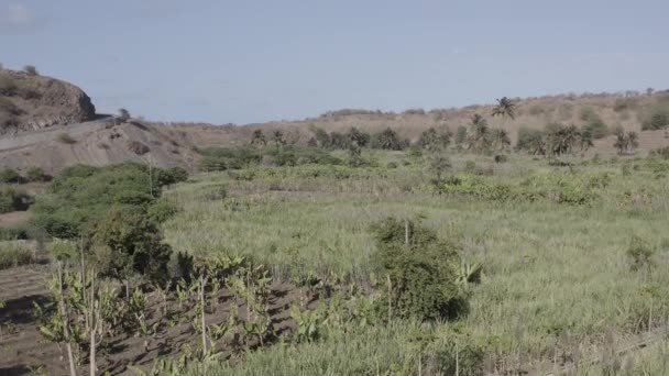 Ungraded Uhd Vista Aerea Cocco Zucchero Canne Piantagione Vicino Calheta — Video Stock