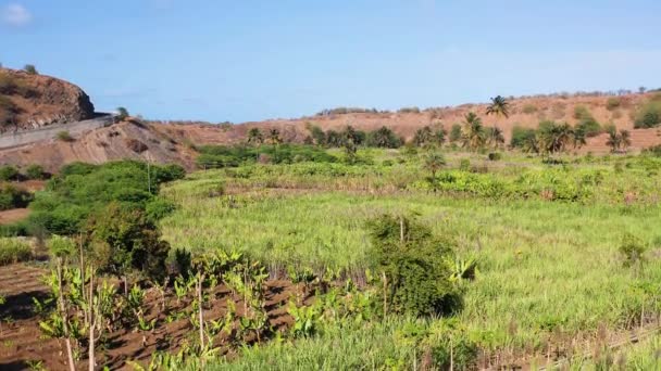 Uhd 鸟瞰在佛得角圣地亚哥岛卡尔赫塔圣米格尔附近的椰子和甘蔗种植园 佛得角 — 图库视频影像