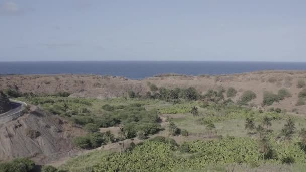 Ungraded Uhd Vista Aerea Cocco Zucchero Canne Piantagione Vicino Calheta — Video Stock