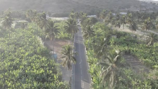 Vista Aérea Uhd Sin Clasificar Plantación Coco Caña Azúcar Cerca — Vídeos de Stock