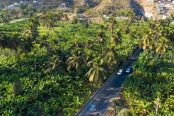 Piantagione di cocco, banana e canne da zucchero vicino ad Achada Fazenda — Foto Stock