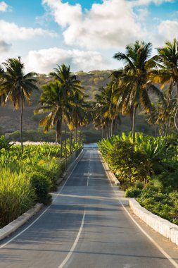 Achada Fazenda yakınlarındaki hindistan cevizi, muz ve şeker kamışı ekimi 