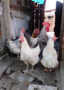 Kırsal bir mahkemede tavuk bir horoz olan