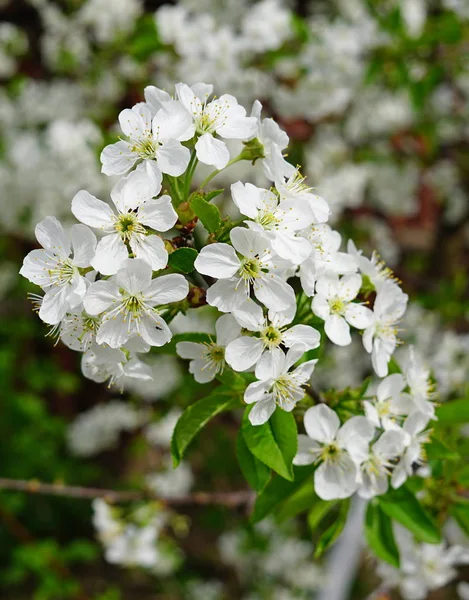 Cherry Blossom Branch Tree Early Spring — Stock Photo, Image