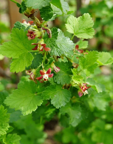 Bush Currants Color Spring — Stock Photo, Image