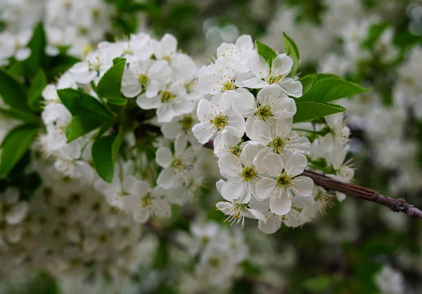 Cherry Blossom Branch Tree Early Spring — Stock Photo, Image