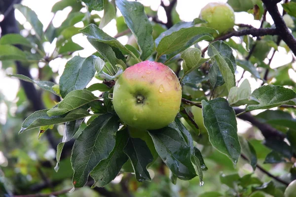 Jardim Macieira Maçãs Maduras — Fotografia de Stock