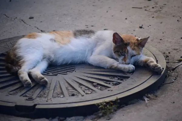 Dama Gato Manchada Toma Sol — Foto de Stock