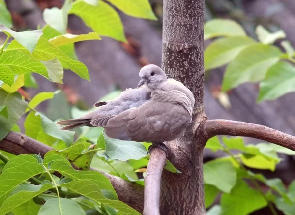 Jeune Oiseau Est Sur Branche Arbre — Photo