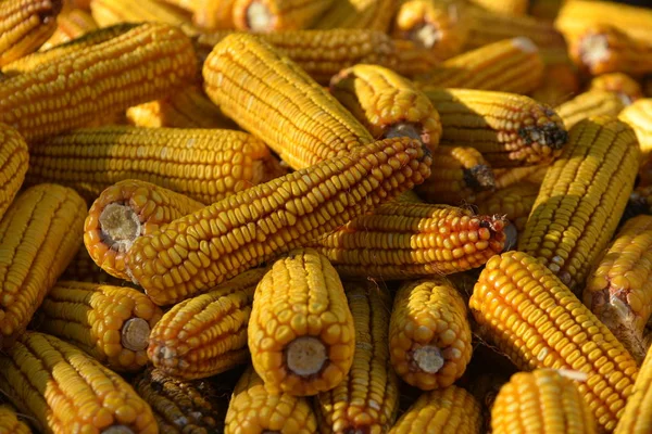 Corn Cobs Harvest Growing Grain Crops — Stock Photo, Image