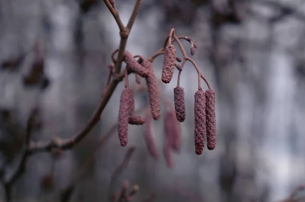 Gren Alder Med Knoppar — Stockfoto