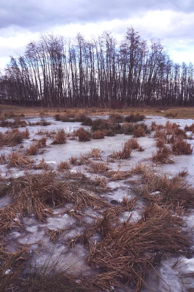 Замерзшее Болото Окраине Леса — стоковое фото