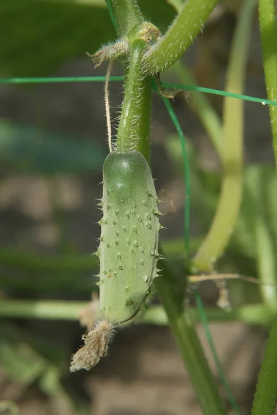 Ripe Juicy Cucumber Bed — Stock Photo, Image