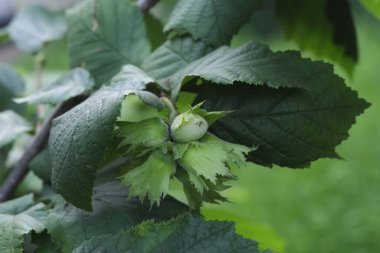 Olgunlaşırken fındıklı Hazel dalı
