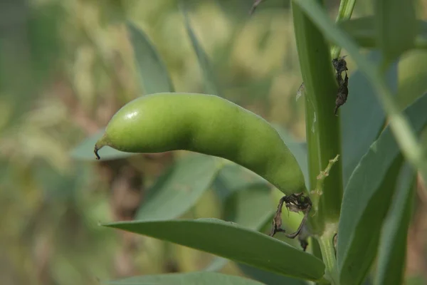 Frijoles Jardín Durante Maduración — Foto de Stock