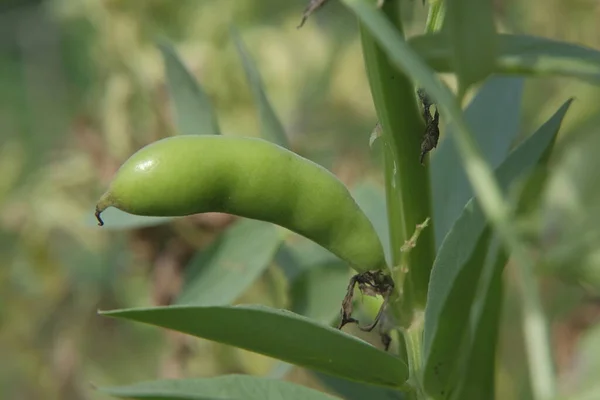 Frijoles Jardín Durante Maduración — Foto de Stock