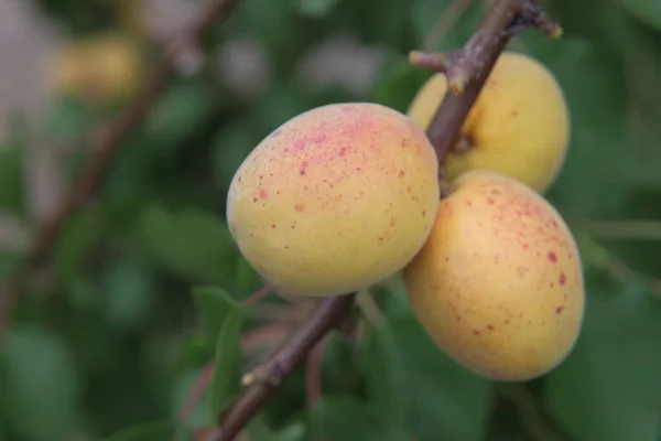 Apricot Branch Ripe Fruit — Stock Photo, Image