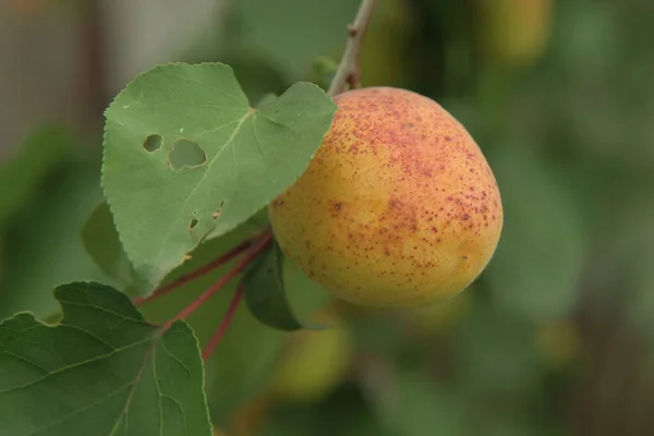 Apricot Branch Ripe Fruit — Stock Photo, Image