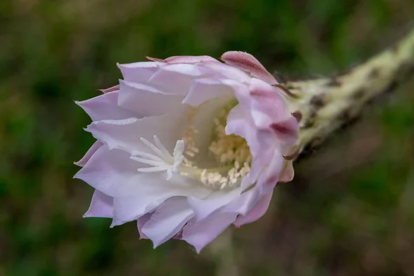 Kaktus Doniczce Podczas Kwitnienia — Zdjęcie stockowe