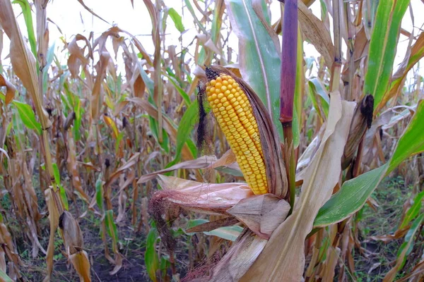 Corn Field Corn Harvest — Stock Photo, Image