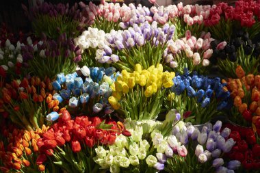 Çiçek pazarında canlı renk laleler 