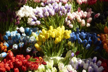 Çiçek pazarında canlı renk laleler 