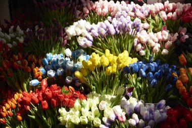 Çiçek pazarında canlı renk laleler 