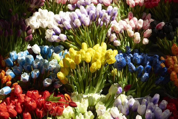 Çiçek pazarında canlı renk laleler 