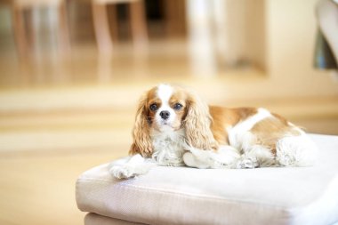 Sevimli Şövalye Kral Charles Spaniel koltukta dinleniyor.
