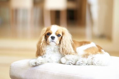 Sevimli Şövalye Kral Charles Spaniel koltukta dinleniyor.