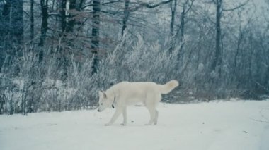 Sarı saçlı Husky doğurmak köpek