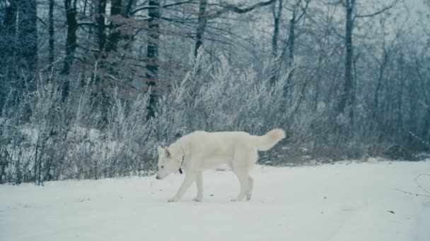 Un perro de raza Husky de pelo amarillo — Vídeos de Stock