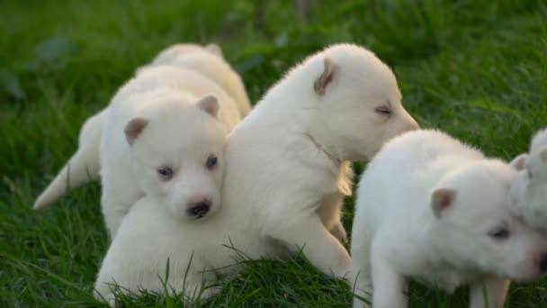 Cachorros husky blanco — Vídeo de stock