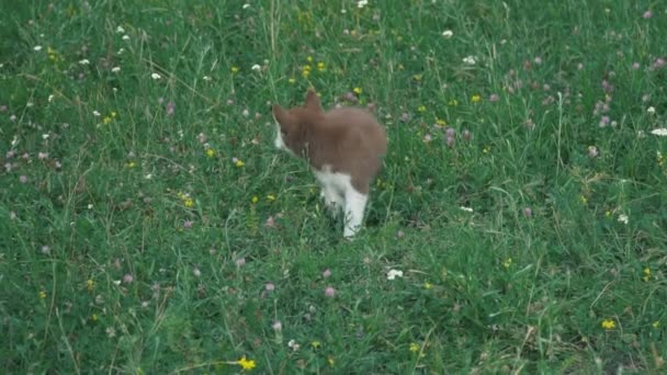 Een pup van husky wandelingen over de aard — Stockvideo