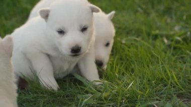 Beyaz husky yavruları
