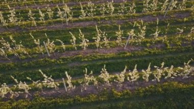 çiçek açan armut Bahçe