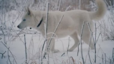 Sarı saçlı Husky doğurmak köpek