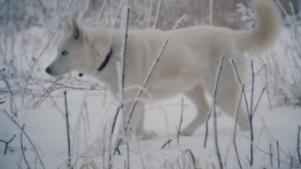 Un perro de raza Husky de pelo amarillo — Vídeo de stock