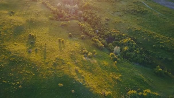 Stromy na trávníku v západu slunce — Stock video