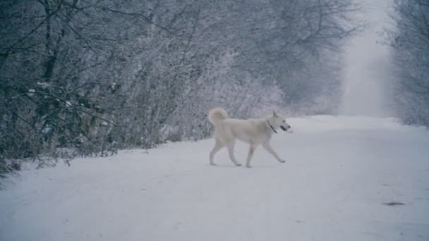 Un cane di razza Husky dai capelli gialli — Video Stock