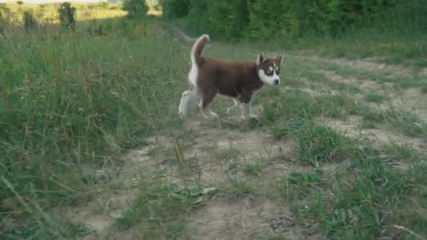 Щенок хаски ходит по природе — стоковое видео