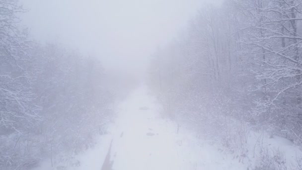 Träd täckta med snö — Stockvideo