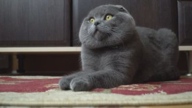 Lop-Eared Briton kedi