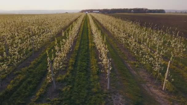 Blooming pear garden — Stock Video