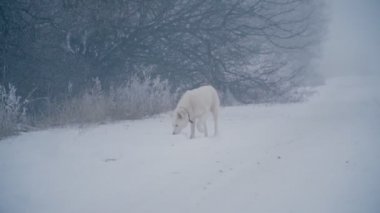 Sarı saçlı Husky doğurmak köpek