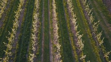 çiçek açan armut Bahçe