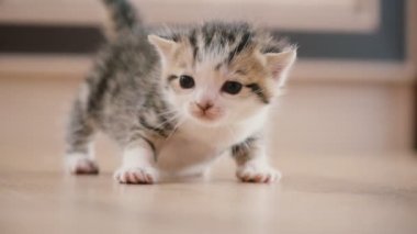 küçük yavru kedi yürüyor